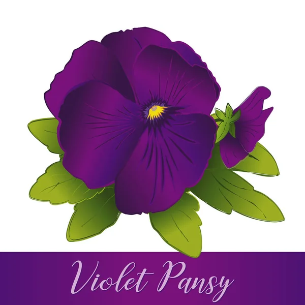 Pansy Flowers, deep purple violet blooms (Viola tricolor hortensis) isolated on white background.