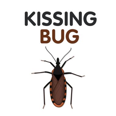 Öpüşme Bug, kurbanının yüzünde kan emer, Chagas hastalığına neden olan Trypanosoma cruzi parazit taşıyabilir, ciddi bir halk sağlığı endişe, bazı kırmızı var, sarı, tan işaretleri.