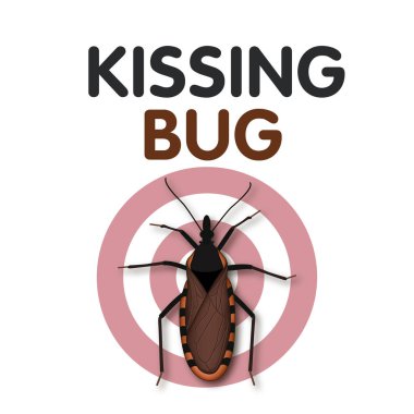 Öpüşme Bug, kurbanının yüzünde kan emer, Chagas hastalığına neden olan Trypanosoma cruzi parazit taşıyabilir, ciddi bir halk sağlığı endişe, bazı kırmızı var, sarı, tan işaretleri.