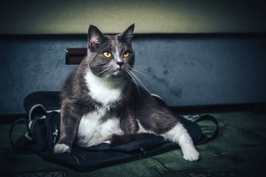 İzole edilmiş Siyah Arkaplanda Rus Mavi Kedisinin Portresi