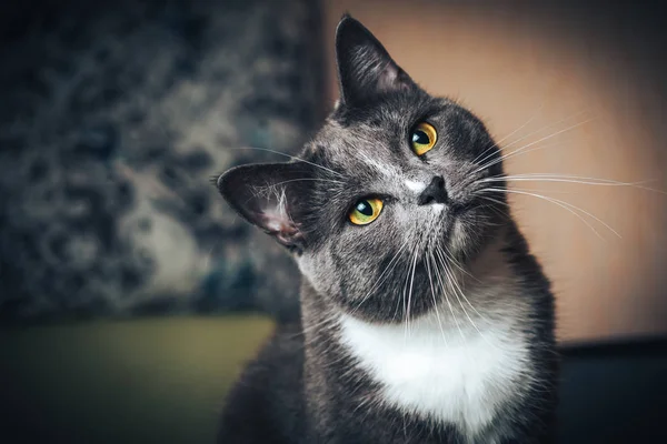 Portret Rosyjskiego Niebieskiego Kota Izolowanym Czarnym Tle — Zdjęcie stockowe