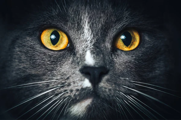 Retrato Gato Azul Russo Fundo Preto Isolado — Fotografia de Stock