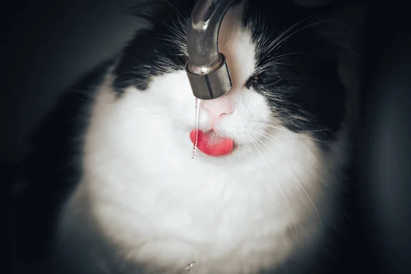 Lustige Katze Mit Zähnen Trinkt Wasser Badezimmer — Stockfoto