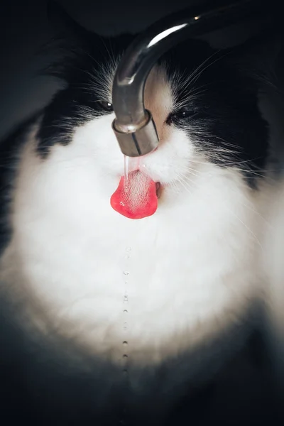 Rolig Katt Med Huggtänder Dricksvatten Badrummet — Stockfoto