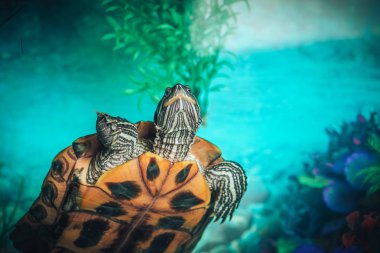 İzole kırmızı kulaklı kaymak kaplumbağa kırmızı kulaklı terrapin bir havuzda bir close-up
