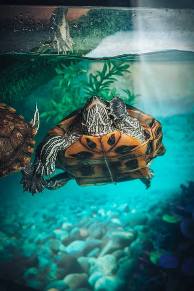 İzole kırmızı kulaklı kaymak kaplumbağa kırmızı kulaklı terrapin bir havuzda bir close-up