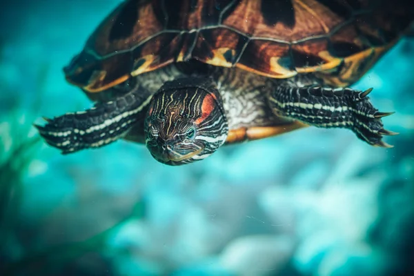 İzole kırmızı kulaklı kaymak kaplumbağa kırmızı kulaklı terrapin bir havuzda bir close-up