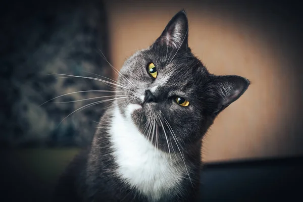 Portret Van Russische Blauwe Kat Geïsoleerde Zwarte Achtergrond — Stockfoto