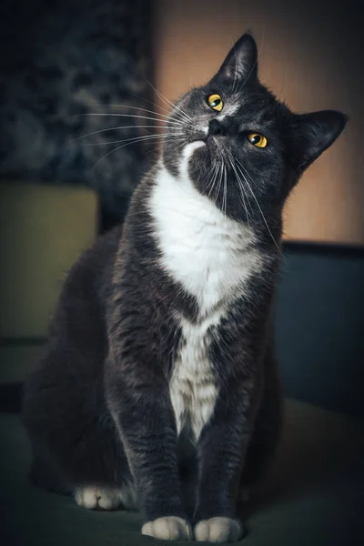 Retrato Gato Azul Russo Fundo Preto Isolado — Fotografia de Stock
