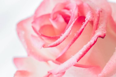 Sevgililer günü ve düğün arka plan, seçici odak için tatlı pembe Gül çiçek kapandı