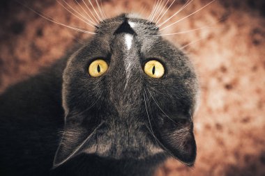 İzole edilmiş Siyah Arkaplanda Rus Mavi Kedisinin Portresi