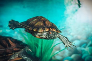 İzole kırmızı kulaklı kaymak kaplumbağa kırmızı kulaklı terrapin bir havuzda bir close-up