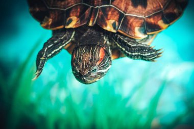 İzole kırmızı kulaklı kaymak kaplumbağa kırmızı kulaklı terrapin bir havuzda bir close-up