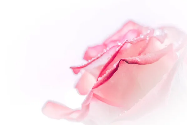 Fechado Rosa Doce Rosa Flor Para Dia Dos Namorados Fundo — Fotografia de Stock