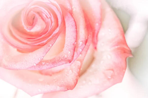 Закрыть Сладкий Розовый Цветок Розы День Святого Валентина Свадебный Фон — стоковое фото