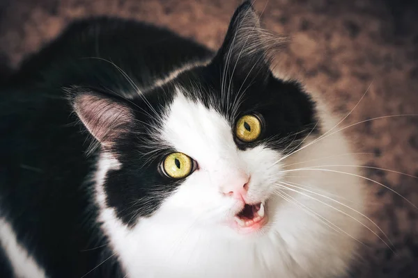 Porträt Der Russischen Blauen Katze Auf Isoliertem Schwarzen Hintergrund — Stockfoto