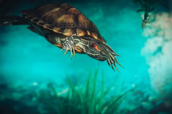 Isolated close-up of a red-eared slider turtle red-eared terrapin in a pond