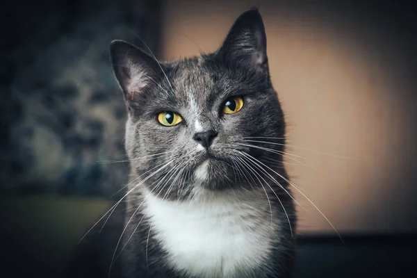 Ritratto Gatto Blu Russo Sfondo Nero Isolato — Foto Stock