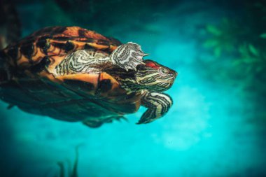 İzole kırmızı kulaklı kaymak kaplumbağa kırmızı kulaklı terrapin bir havuzda bir close-up