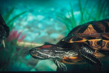 İzole kırmızı kulaklı kaymak kaplumbağa kırmızı kulaklı terrapin bir havuzda bir close-up