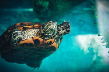 İzole kırmızı kulaklı kaymak kaplumbağa kırmızı kulaklı terrapin bir havuzda bir close-up