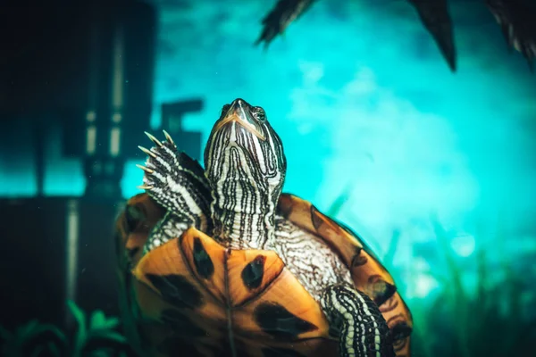 Isolated close-up of a red-eared slider turtle red-eared terrapin in a pond