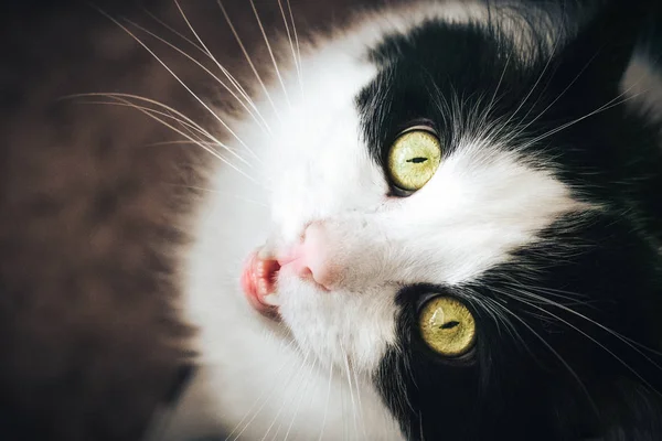 Porträt Der Russischen Blauen Katze Auf Isoliertem Schwarzen Hintergrund — Stockfoto