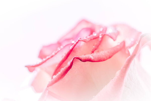Closed up of sweet pink rose flower for valentines day and wedding background, selective focus