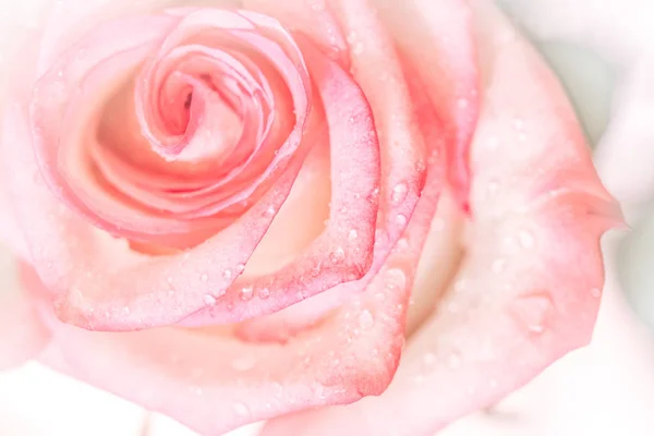 Закрыть Сладкий Розовый Цветок Розы День Святого Валентина Свадебный Фон — стоковое фото