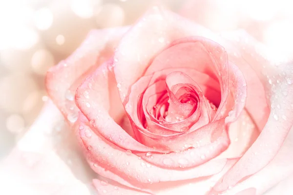 Cerrado Rosa Rosa Rosa Dulce Para Día San Valentín Fondo — Foto de Stock