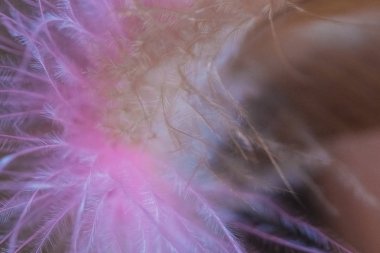 Tavuk tüyleri makroyu kapatın. yumuşak odak arka plan