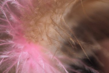 Tavuk tüyleri makroyu kapatın. yumuşak odak arka plan