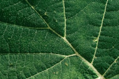 Yaprak Dokusunun Makro Fotoğrafı