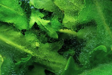 su ile film altında roka salatası, taze çimen arka plan damla