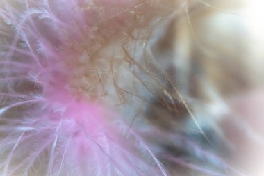 Tavuk tüyleri makroyu kapatın. yumuşak odak arka plan