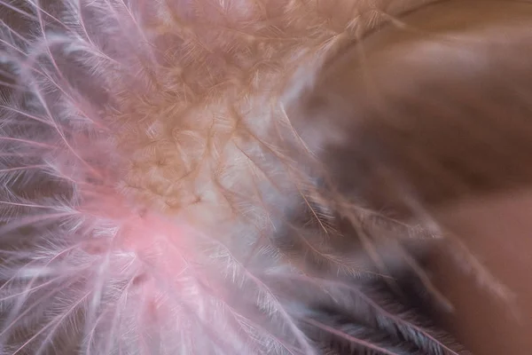 Close up Chicken Feathers Macro. soft focus background