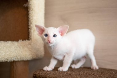 Doğulu kısa kedicik oturuyor ve izliyor, beyaz hayvan evcil kedi, evcil kedi, safkan Cornish Rex. Boşluğu kopyala.