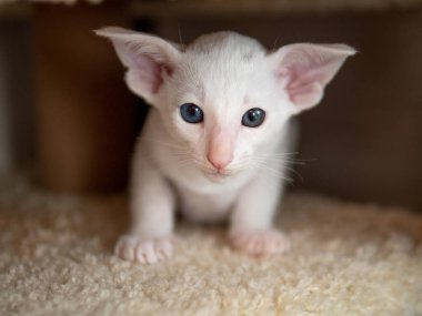 Doğulu kısa kedicik oturuyor ve izliyor, beyaz hayvan evcil kedi, evcil kedi, safkan Cornish Rex. Boşluğu kopyala.