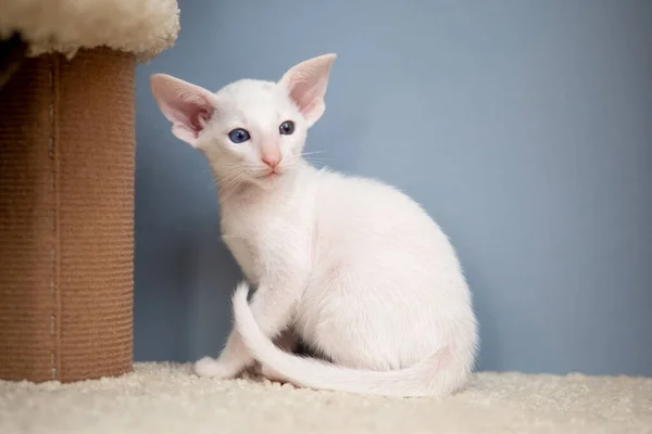 Oriental shorthair cat sitting and watching, white animal pet, domestic kitty, purebred Cornish Rex. Copy space. — Stock Photo, Image