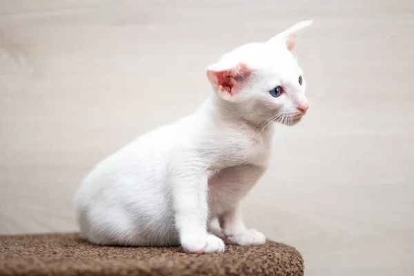 Oriental shorthair cat sitting and watching, white animal pet, domestic kitty, purebred Cornish Rex. Copy space. — Stock Photo, Image