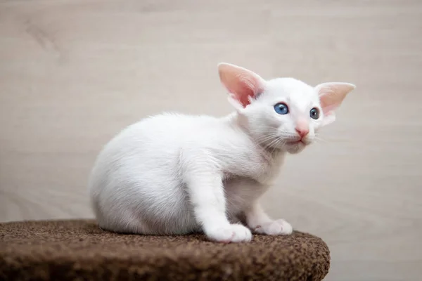 Doğulu kısa kedicik oturuyor ve izliyor, beyaz hayvan evcil kedi, evcil kedi, safkan Cornish Rex. Boşluğu kopyala. — Stok fotoğraf