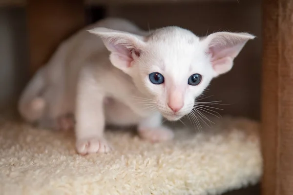 Oriental shorthair cat sitting and watching, white animal pet, domestic kitty, purebred Cornish Rex. Copy space. — Stock Photo, Image