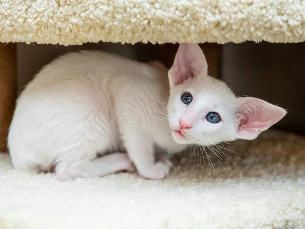 Oriental shorthair cat sitting and watching, white animal pet, domestic kitty, purebred Cornish Rex. Copy space. — Stock Photo, Image