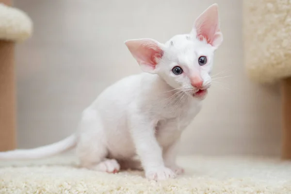 Chat à poil court oriental assis et regardant, animal de compagnie blanc, chaton domestique, Cornish Rex pure race. Espace de copie. — Photo