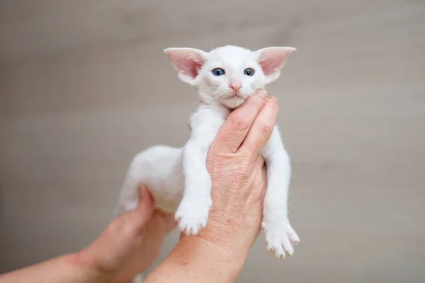 Oriental shorthair cat sitting and watching, white animal pet in hands, domestic kitty, purebred Cornish Rex. Copy space. — Stock Photo, Image