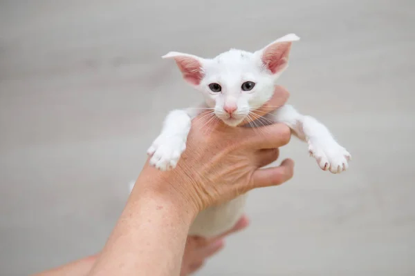 Oriental shorthair cat sitting and watching, white animal pet in hands, domestic kitty, purebred Cornish Rex. Copy space. — Stock Photo, Image