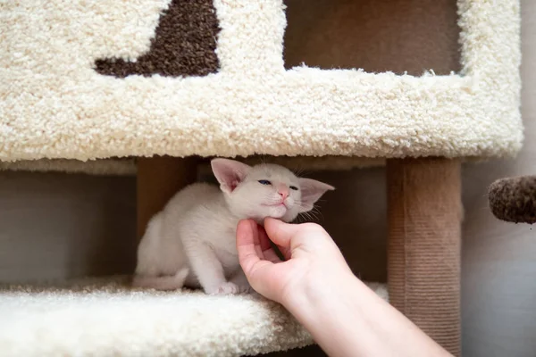 Oriental shorthair cat sitting and watching, white animal pet in hands, domestic kitty, purebred Cornish Rex. Copy space. — Stock Photo, Image