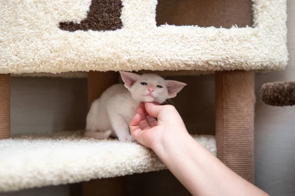Oriental shorthair cat sitting and watching, white animal pet in hands, domestic kitty, purebred Cornish Rex. Copy space. — Stock Photo, Image