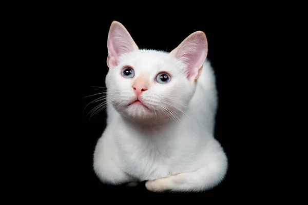 Cute baby white kitten on black background — Stock Photo, Image