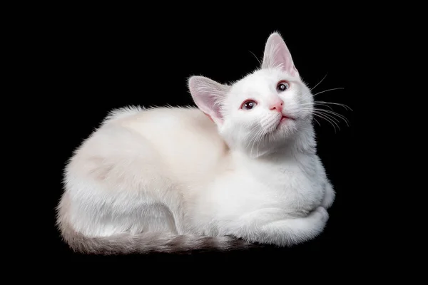 Nettes weißes Kätzchen auf schwarzem Hintergrund — Stockfoto